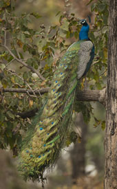 peacock